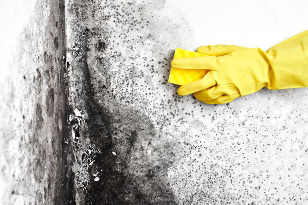 Best Mold Removal Process  in St Louis, MI