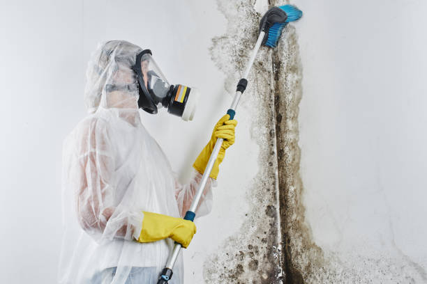 Attic Mold Removal in St Louis, MI