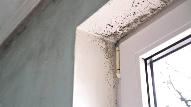 Best Emergency Mold Removal  in St Louis, MI
