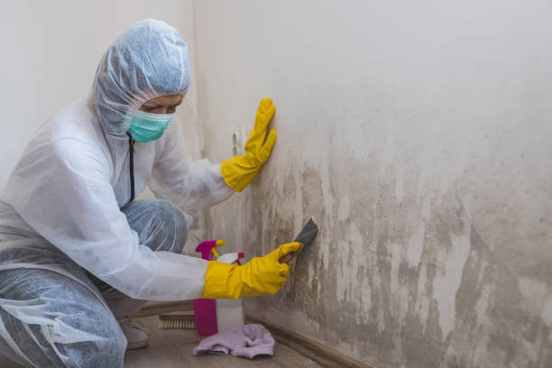 Best Certified Mold Removal  in St Louis, MI