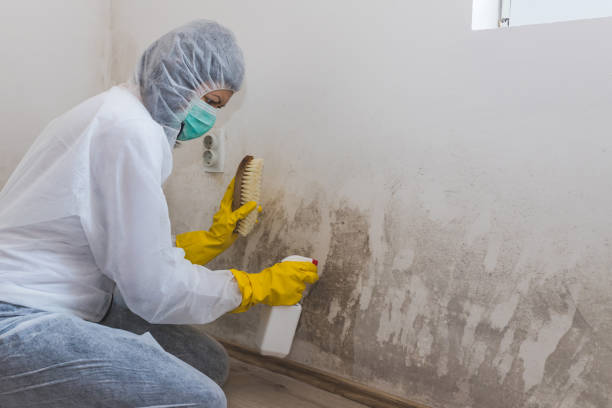 Home Mold Removal in St Louis, MI