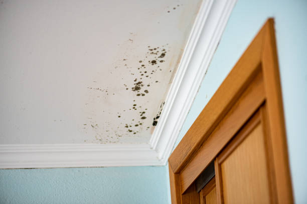 Best Mold Removal Company Near Me  in St Louis, MI