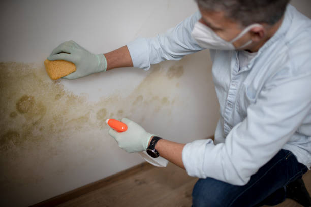 Best Mold Remediation Experts  in St Louis, MI