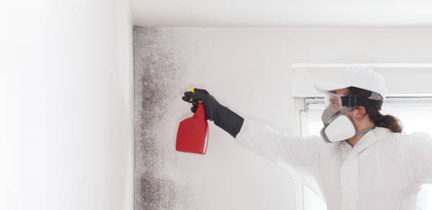 Best Black Mold Removal  in St Louis, MI