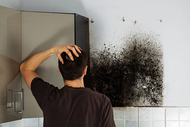 Best Crawl Space Mold Removal  in St Louis, MI